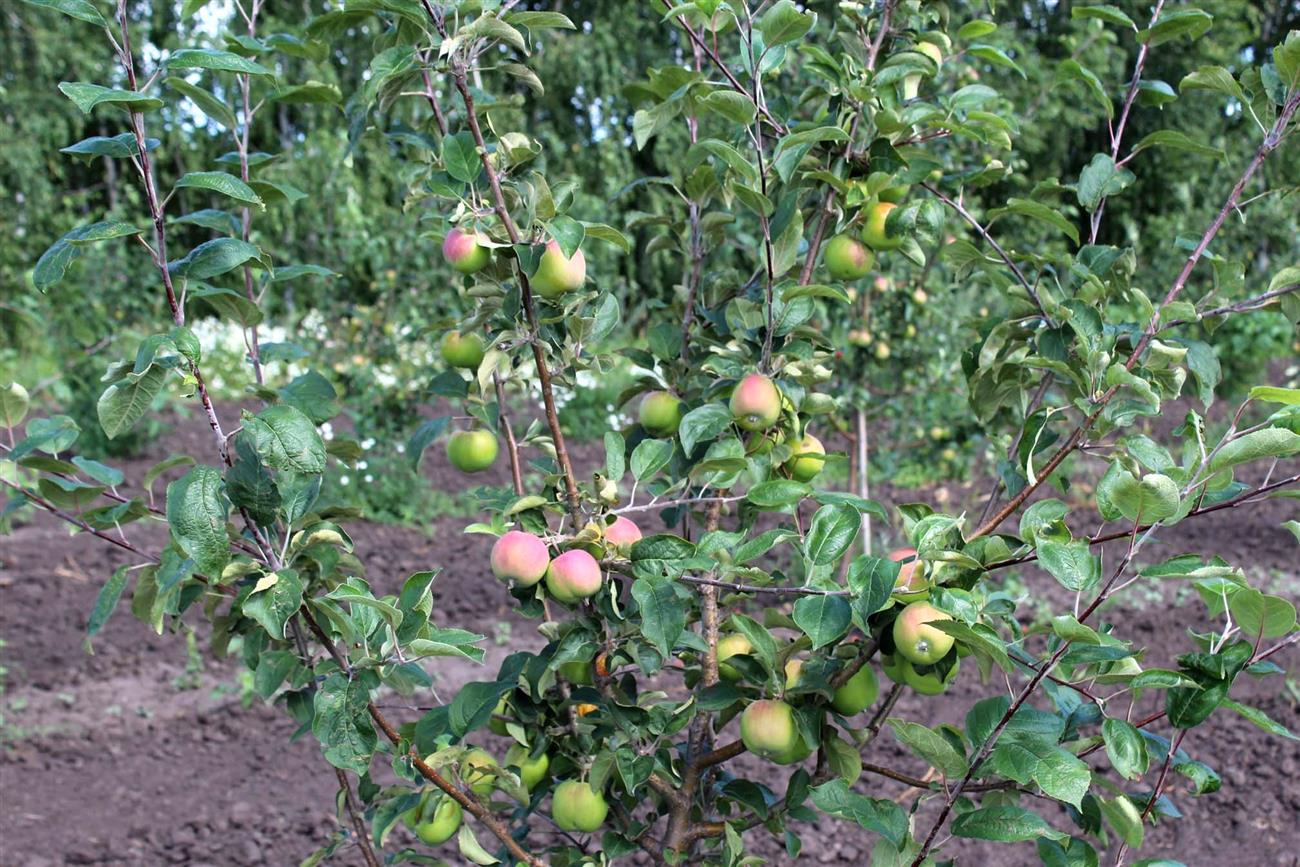 Яблоневые сады в Самарской области