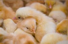 Управляющий Волжской птицефабрикой не смог расторгнуть договор о продаже и вернуть имущество