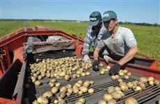 В Самарской области в 2016 году было собрано 416,5 тыс. тонн картофеля
