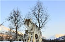 Рыбаки сообщают о появлении волков в окрестностях "Самарской Луки"