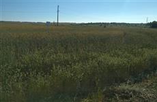 Уборочная кампания в регионе начнется через 10-15 дней