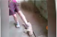 Следователи требуют остановить травлю живодерок из Кинеля и не допустить их линчевания
