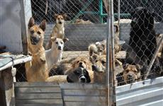 Приюты Самары ждут дополнительных субсидий