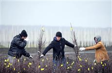 Выбираем саженцы плодовых и ягодных культур