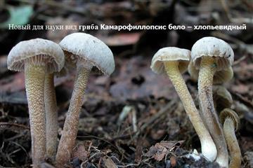 В Жигулевском заповеднике найдены новые виды грибов