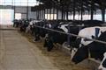 Производство животноводческой продукции в Башкортостане за пять лет выросло на 9%