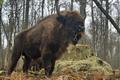 10 зубров поселились в Мордовском заповеднике 