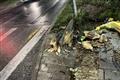В Самаре дерево упало на 13-летнюю девочку