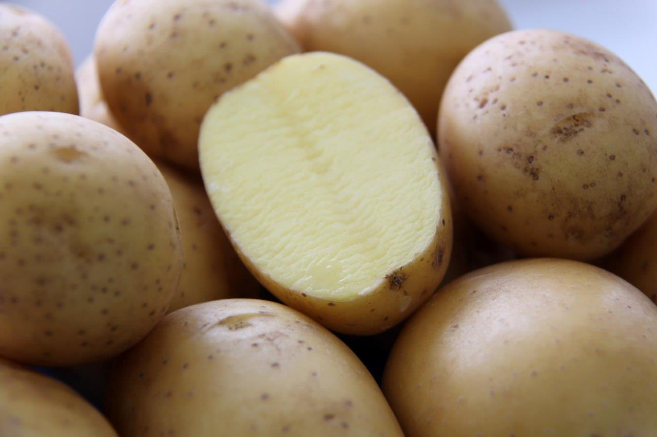 Самарские аграрии показали перспективные сорта картофеля собственнойселекции - Волга Ньюс