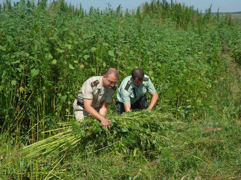 Вышел на поле я косить коноплю какая земля подходит для выращивания марихуаны
