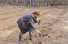 Власти Тольятти решили оформить лес в муниципальную собственность
