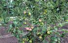 "Садовод" выращивает яблоки, вкус которых славится на всю округу
