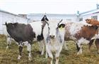 Хозяйство "Юг Поволжья" полностью обеспечивает свое поголовье кормами