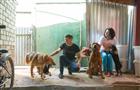 В Самаре стартует социальная акция "Забери меня домой!" для бездомных животных