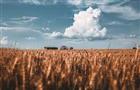 Новые сорта пшеницы и геномная селекция: как аграрии Поволжья будут заменять импортные семена 