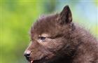 Самарский зоопарк приглашает понаблюдать за новорожденными волчатами