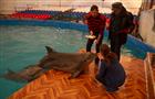 Надзорные ведомства проверили дельфинарий по жалобе о жестоком обращении с животными