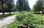 На ул. Стара-Загора сносят липовую аллею для замены тепломагистрали