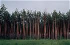 Саратовские леса защитят от пожаров за 120 млн рублей