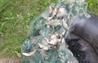 На Большом Кинеле поймали браконьера, выловившего сетями более 200 карасей