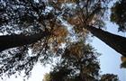 Мэрии Самары не удалось вывести почти 5 тыс. га из лесфонда РФ