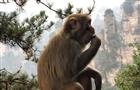 Страны ЕАЭС направили в Роспотребнадзор запросы на предоставление тестов на оспу обезьян