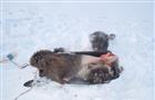 Жителя Сызранского района подозревают в незаконном убийстве лося