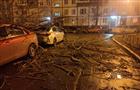 В Тольятти упавшие от сильного ветра деревья повредили несколько автомобилей