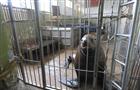 В Самаре у артистов "Московского цирка на льду" появилось пополнение