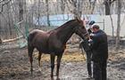 Конь стоимостью 800 тысяч рублей два дня бродил по Самаре