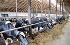 Кировская область – четвертая в стране по объему реализации молока