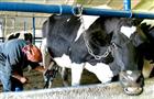 Областным производителям молока увеличат субсидии