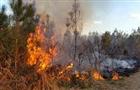 В России за сутки ликвидировали 60 лесных пожаров