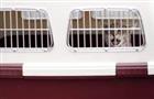 Минтранс России не будет менять правила перевозки животных в самолетах
