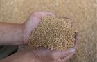 В Самарской области намолочено 1,37 млн тонн зерна
