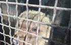 В тольяттинском кафе держали живого медвежонка как развлечение