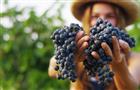 Более 10% российских вин будут органическими к 2030 году