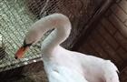 В самарский приют для диких животных попали два лебедя-шипуна