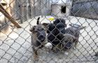 Сергей Морозов поручил разработать "дорожную карту" по дальнейшему развитию приюта "Подарок судьбы" в Засвияжском районе Ульяновска