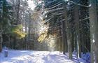 В лесной зоне Тольятти на лыжника упала сосна