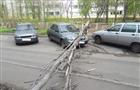 В Тольятти администрация школы заплатит за упавшее на автомобиль дерево