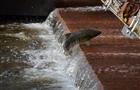 С 15 апреля на Горьковском водохранилище начинается нерест рыбы