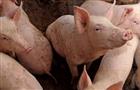 "Рольфес-Шпис" намерен достроить свинокомплекс на деньги Россельхозбанка