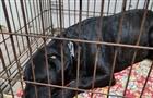В Самаре спасли собаку из сгоревшей квартиры