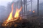 На восстановление сгоревших лесов губернии потребуется более 100 млн рублей