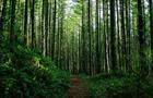 В Саратовской области собираются резко увеличить посадки леса 