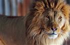 В самарском зоопарке отметят день рождения льва Цезаря