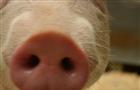 По факту обнаружения в Красноярском районе трупов свиней возбуждено уголовное дело