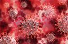 В России создали базу мутаций коронавируса
