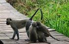 Турист из Португалии не стал распространителем оспы обезьян